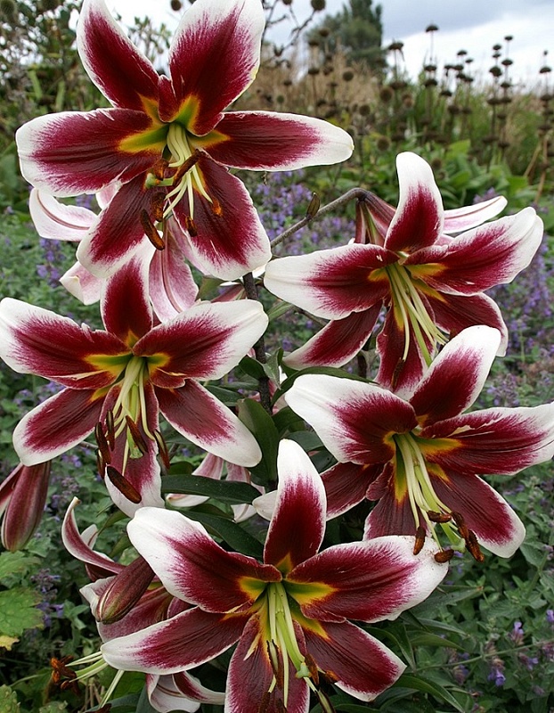 Лилия Беверли Дрим